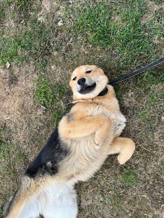 Собаки в Москве: Вики, хитрюга-щенок Девочка, Бесплатно - фото 5