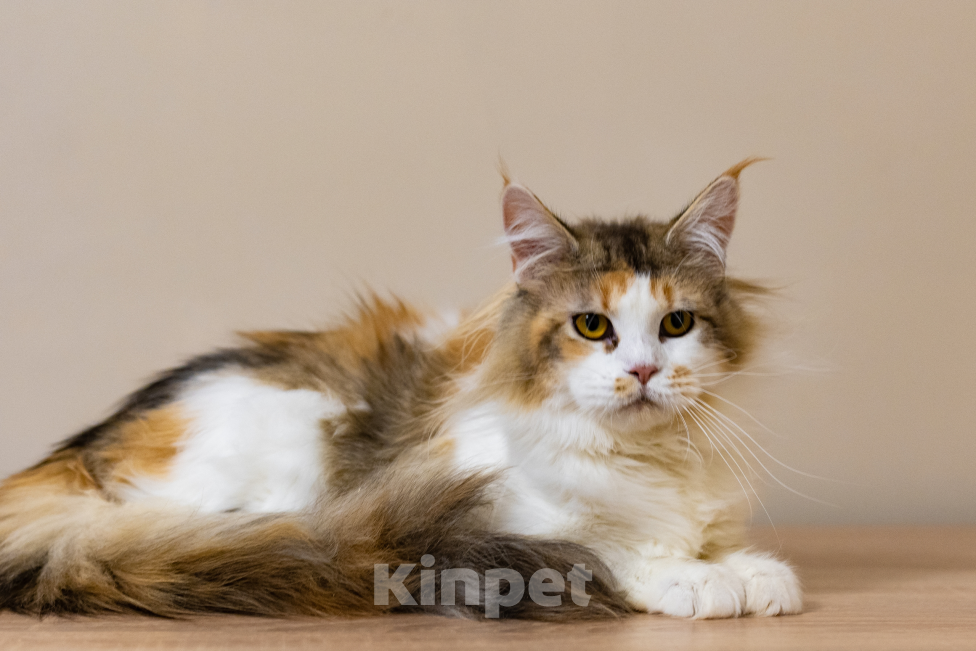 Кошки в Санкт-Петербурге: «Шоколадная» кошечка Девочка, 30 000 руб. - фото 9