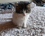 Кошки в Иркутске: Отдам котёнка Девочка, Бесплатно - фото 2