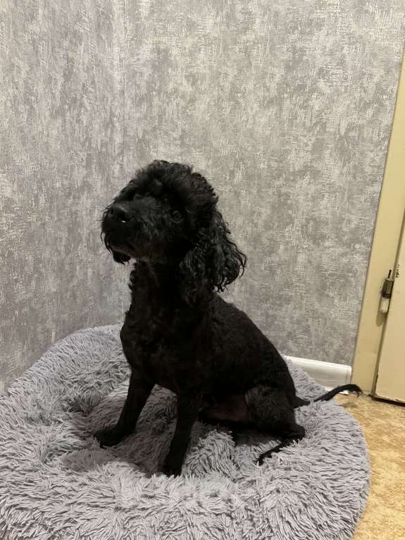 Собаки в Миллерово: Ищу ответственных и любящих родителей для Кокоса Мальчик, Бесплатно - фото 5