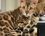 Кошки в Москве: Королева Бенгалов Девочка, 100 000 руб. - фото 5