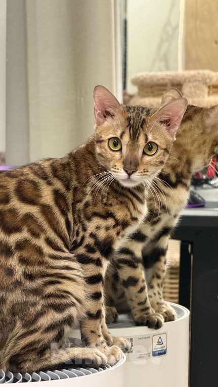 Кошки в Москве: Королева Бенгалов Девочка, 100 000 руб. - фото 5