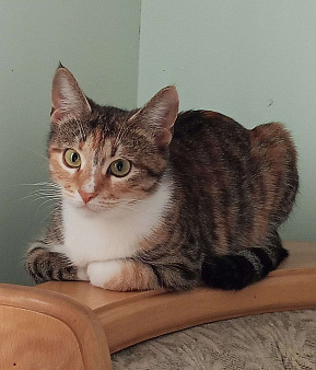 Маленькая, красивая киса в добрые руки