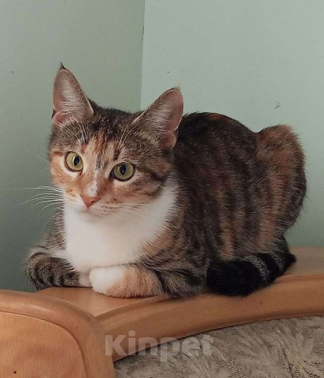 Кошки в Москве: Маленькая, красивая киса в добрые руки  Девочка, Бесплатно - фото 1