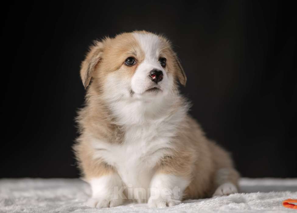 Собаки в Краснодаре: Чудесная девочкавельш корги пемброк Девочка, 70 000 руб. - фото 3