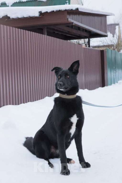 Собаки в Подольске: Тоше нужен дом  Мальчик, Бесплатно - фото 1