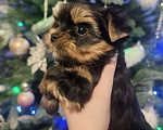 Собаки в Санкт-Петербурге: Щенок цветного йорка девочка  Девочка, 70 000 руб. - фото 3