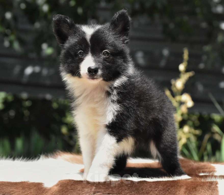 Собаки в Москве: Ненецкая оленегонная лайка. Помет «А». Сука Unmay no Akay Ito AGATA Девочка, 60 000 руб. - фото 2