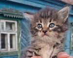 Кошки в Калуге: Котенок Девочка, Бесплатно - фото 1