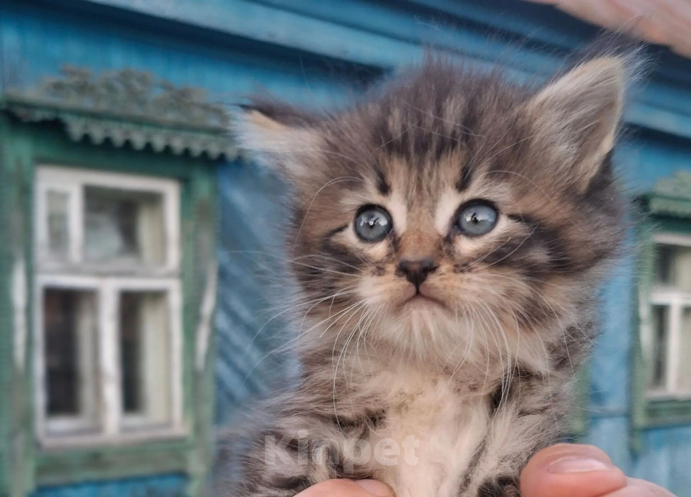 Кошки в Калуге: Котенок Девочка, Бесплатно - фото 1