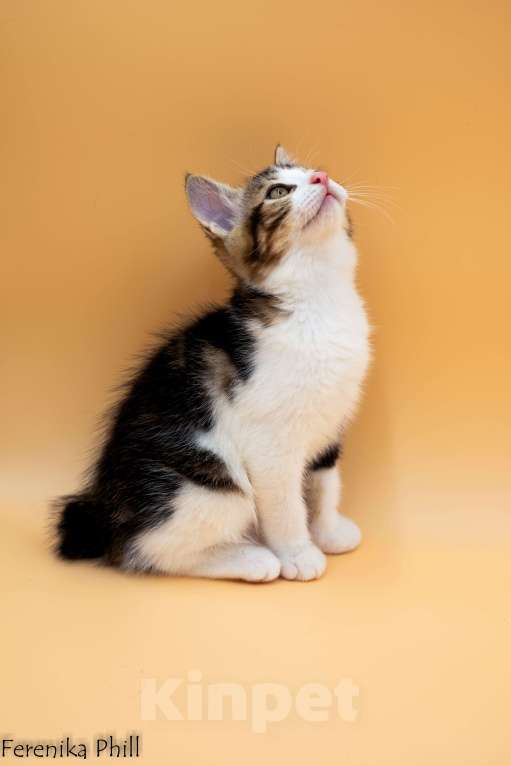 Кошки в Хабаровске: Котёнок Курильского Бобтейла Ференика Фил ЛЕВАЙ  Мальчик, 40 000 руб. - фото 6