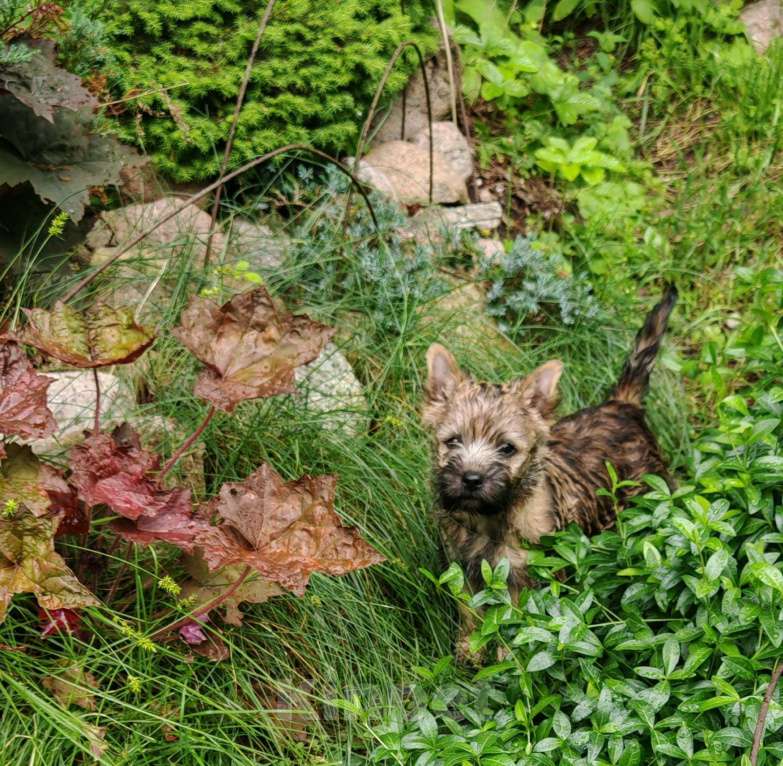 Собаки в Смоленске: Щенки керн терьера Девочка, 80 000 руб. - фото 2