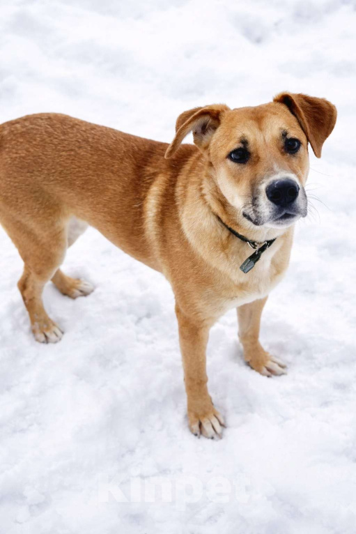 Собаки в Москве: Кабачок 7 месяцев ищет дом Мальчик, Бесплатно - фото 1