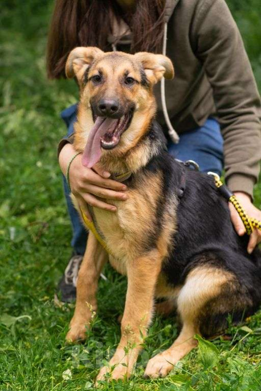 Собаки в Москве: Брусника Девочка, Бесплатно - фото 1