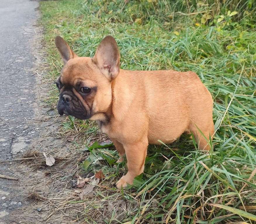 Собаки в Красноармейске: Девочки французкого бульдога Девочка, 30 000 руб. - фото 8