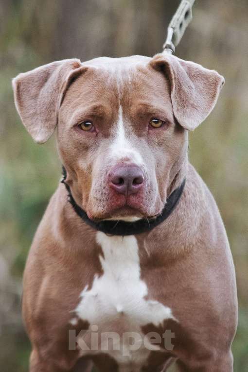 Собаки в Москве: Молодая питбуль Бежа в дар Девочка, 1 руб. - фото 1