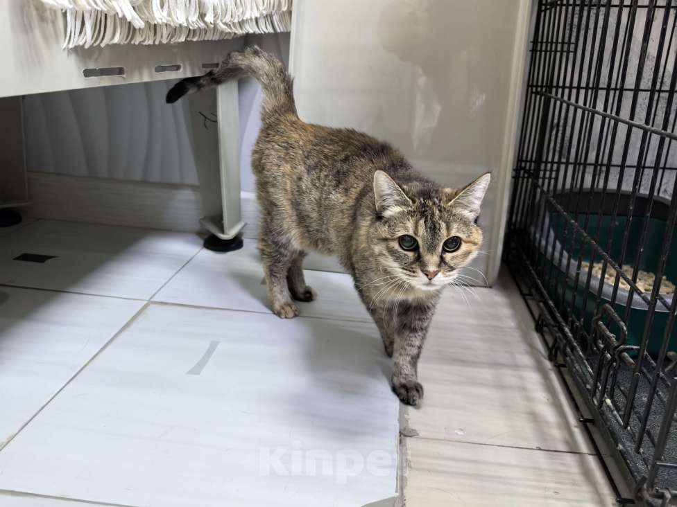 Кошки в Москве: Мася Девочка, Бесплатно - фото 4