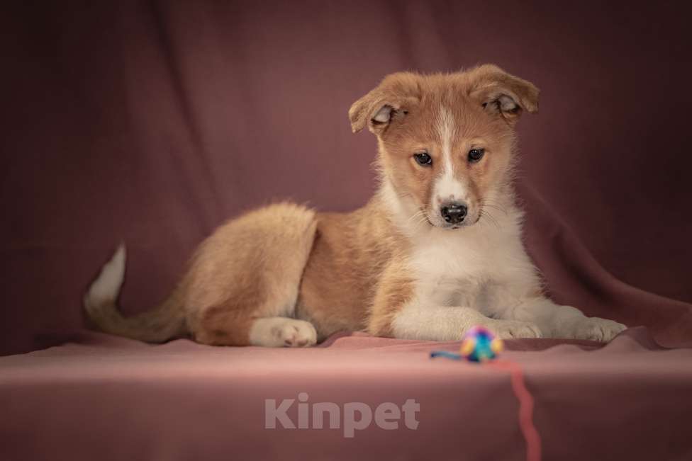 Собаки в Клине: Рейна — солнечная девочка с добрым сердцем, которая станет источником счастья для своей семьи Девочка, Бесплатно - фото 8