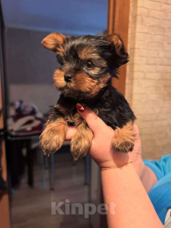 Собаки в Москве: Продаю щенка Мальчик, 45 000 руб. - фото 6