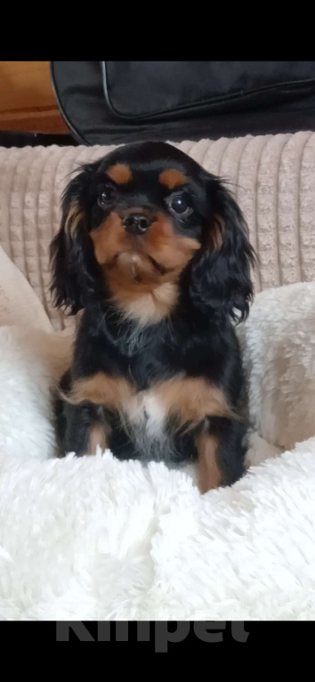 Собаки в Москве: Девочка Кавалер Кинг Чарльз спаниель  Девочка, Бесплатно - фото 4