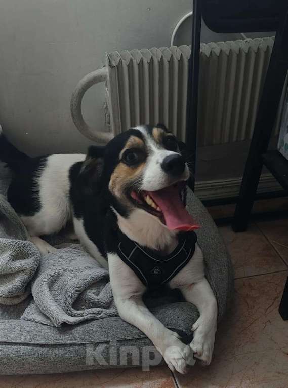 Собаки в Москве: Коротколапик Рони - метис джек рассела ищет дом! Мальчик, Бесплатно - фото 6