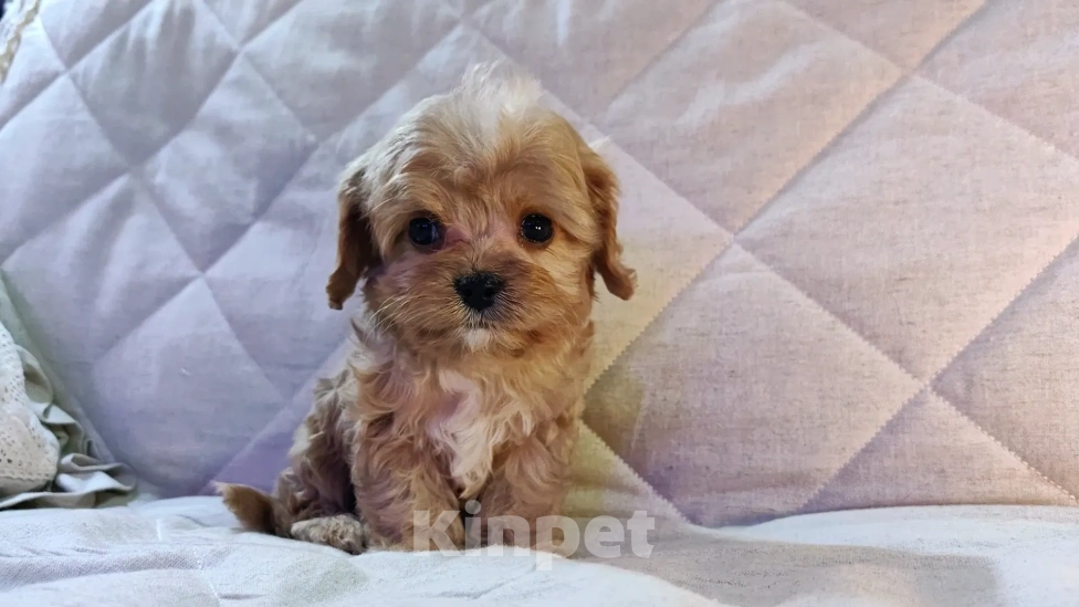 Собаки в Москве: Мальтипу от питомника Psinamade Мальчик, 65 000 руб. - фото 4