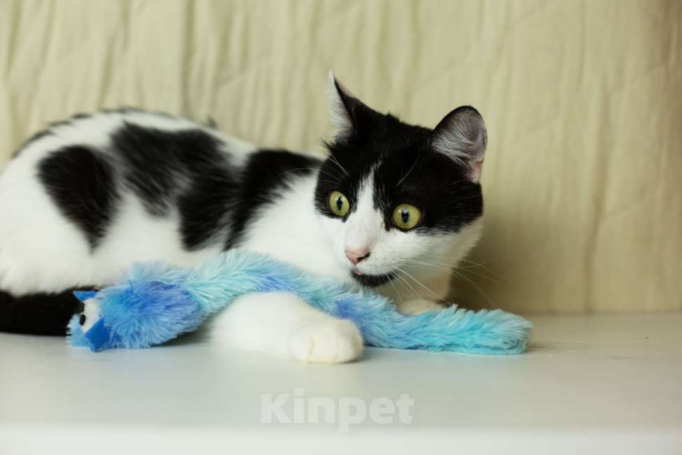 Кошки в Москве: Илюша ищет любящих хозяев Мальчик, Бесплатно - фото 6