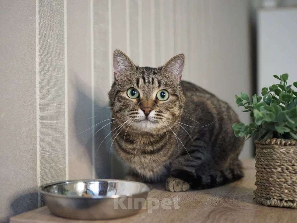 Кошки в Москве: Котик Бусик в добрые руки Мальчик, Бесплатно - фото 5