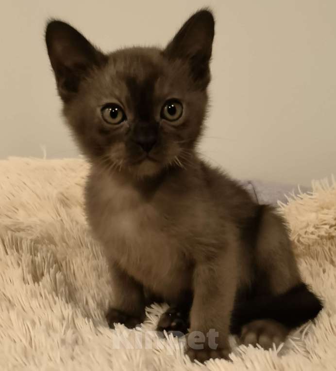 Кошки в Краснодаре: Котик соболь Мальчик, Бесплатно - фото 3