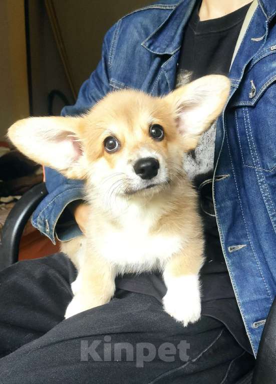 Собаки в Москве: малыш корги Мальчик, 35 000 руб. - фото 2