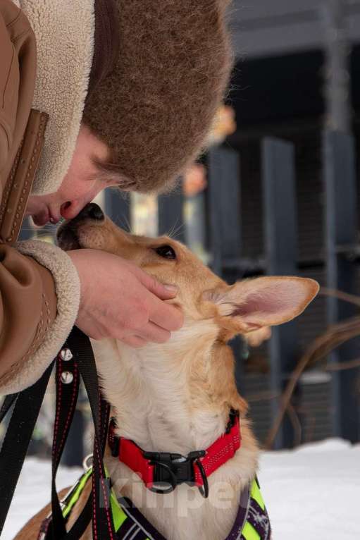 Собаки в Москве: Небольшая собачка Лисян ищет дом и семью! Девочка, Бесплатно - фото 7