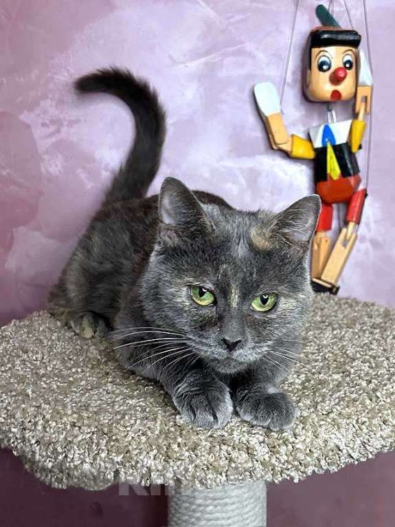 Кошки в Москве: Масяня, ласковая мурлыка, маленькая и забавная кошечка с зелеными глазами в добрые руки. Девочка, 10 руб. - фото 1