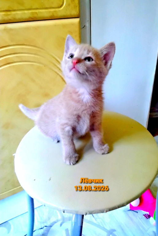 Кошки в других городах Мурманской области: Домашние котята Мальчик, 1 000 руб. - фото 1