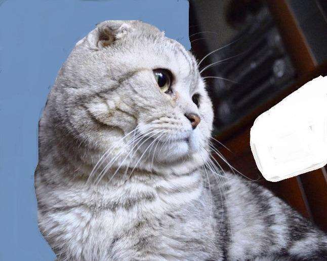 Кошки в Чермозе: Кот богатырь, 900 руб. - фото 1