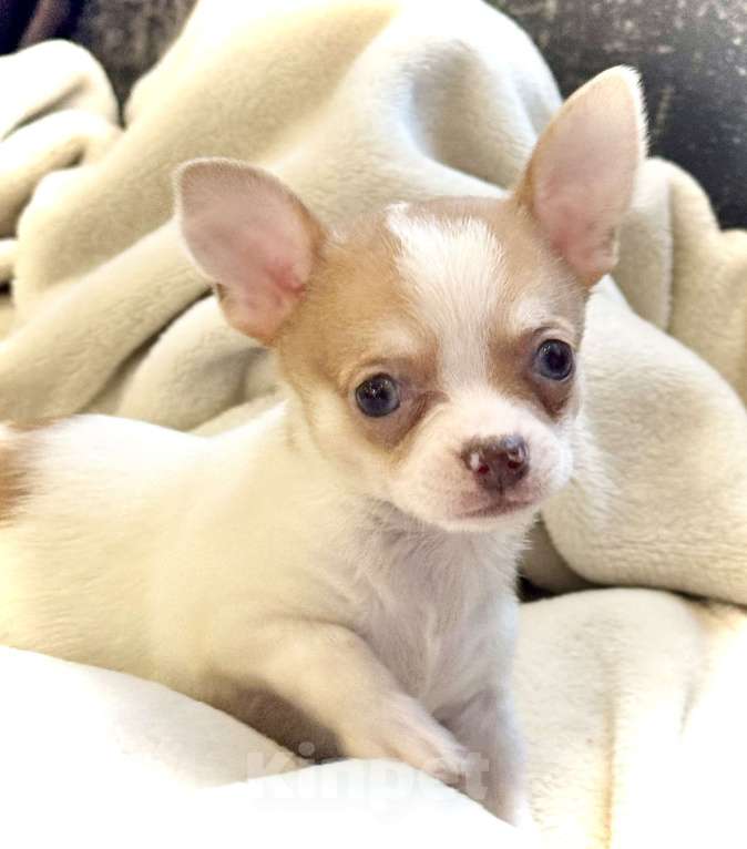 Собаки в Балашихе: Красивая девочка чихуахуа  Девочка, 50 000 руб. - фото 6