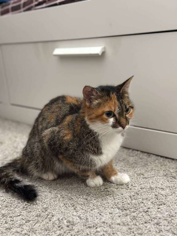 Кошки в Омске: Отдам кошку в добрые руки. Очень прошу помочь. Девочка, Бесплатно - фото 3