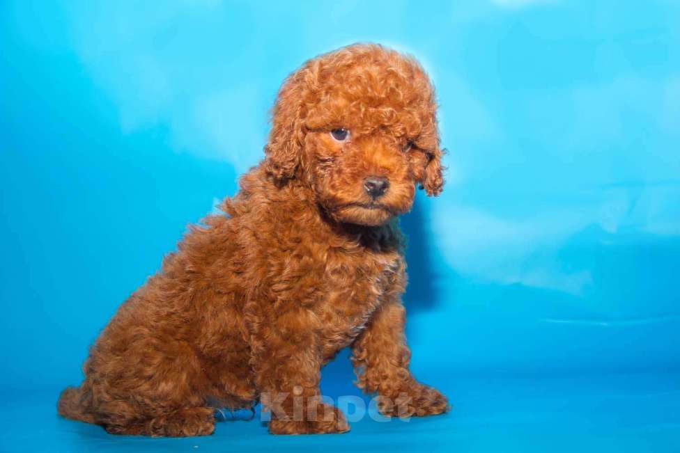 Собаки в Раменском: той пуделята Девочка, Бесплатно - фото 5