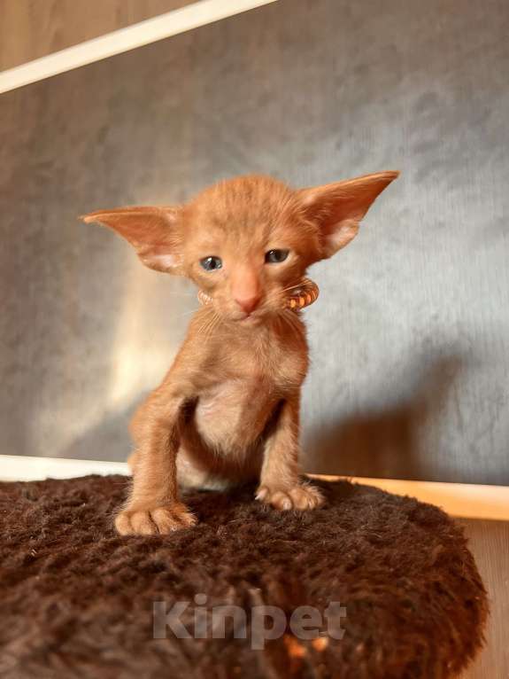 Кошки в Москве: Ориентальных экстремальные котята в Москве Мальчик, Бесплатно - фото 8