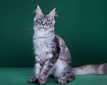 Кошки в Красногорске: Котенок  Девочка, Бесплатно - фото 5