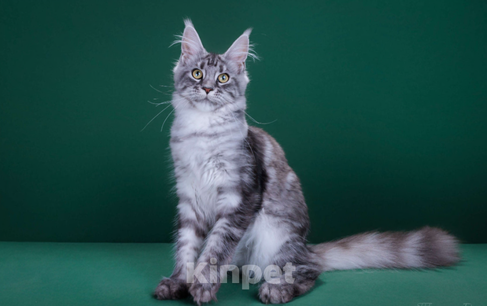 Кошки в Красногорске: Котенок  Девочка, Бесплатно - фото 5