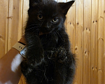 Кошки в Павловском Посаде: Котенок Мальчик, Бесплатно - фото 3