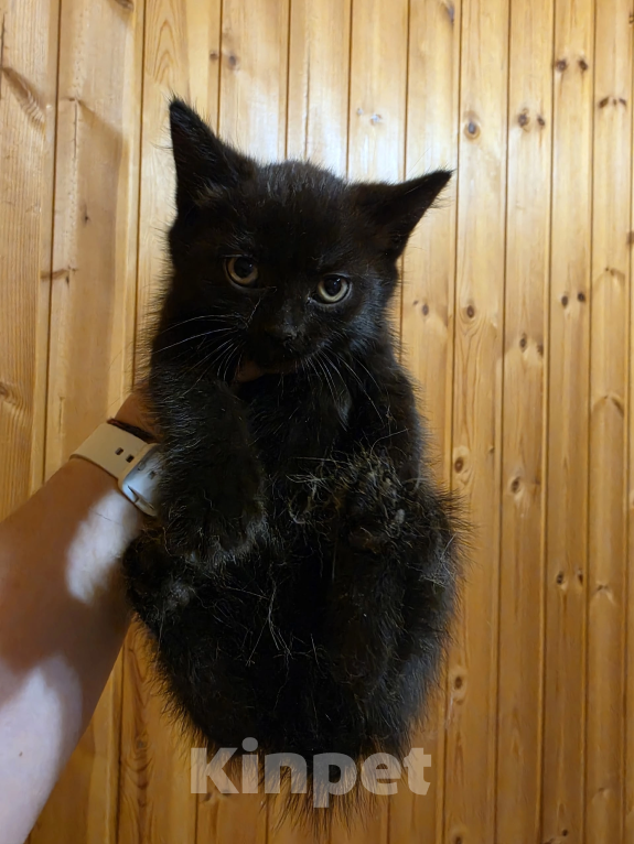 Кошки в Павловском Посаде: Котенок Мальчик, Бесплатно - фото 3