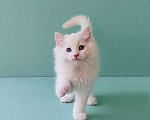 Кошки в Пензе: Котёнок породы Рэгдолл - Boris Мальчик, 65 000 руб. - фото 5