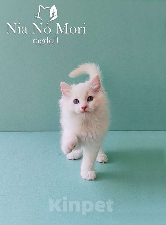 Кошки в Пензе: Котёнок породы Рэгдолл - Boris Мальчик, 65 000 руб. - фото 5