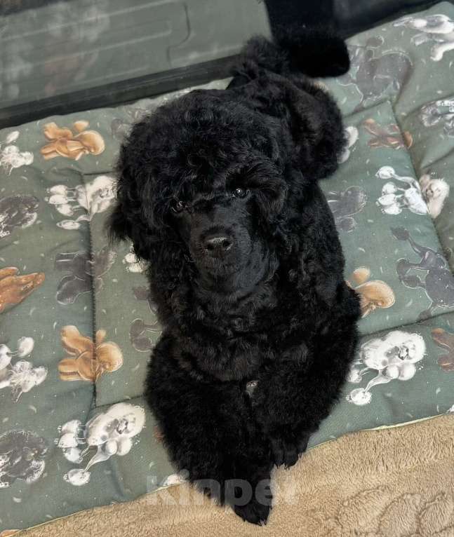 Собаки в Люберцах: Продается щенок той пуделя Мальчик, 10 руб. - фото 5