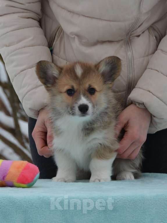 Собаки в Москве: Лакоста Девочка, 80 000 руб. - фото 3