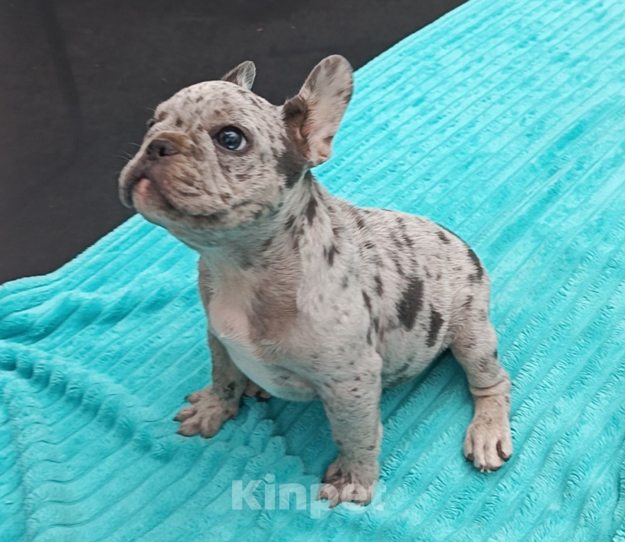 Собаки в Москве: Мальчик французского бульдога. Мальчик, 50 000 руб. - фото 2