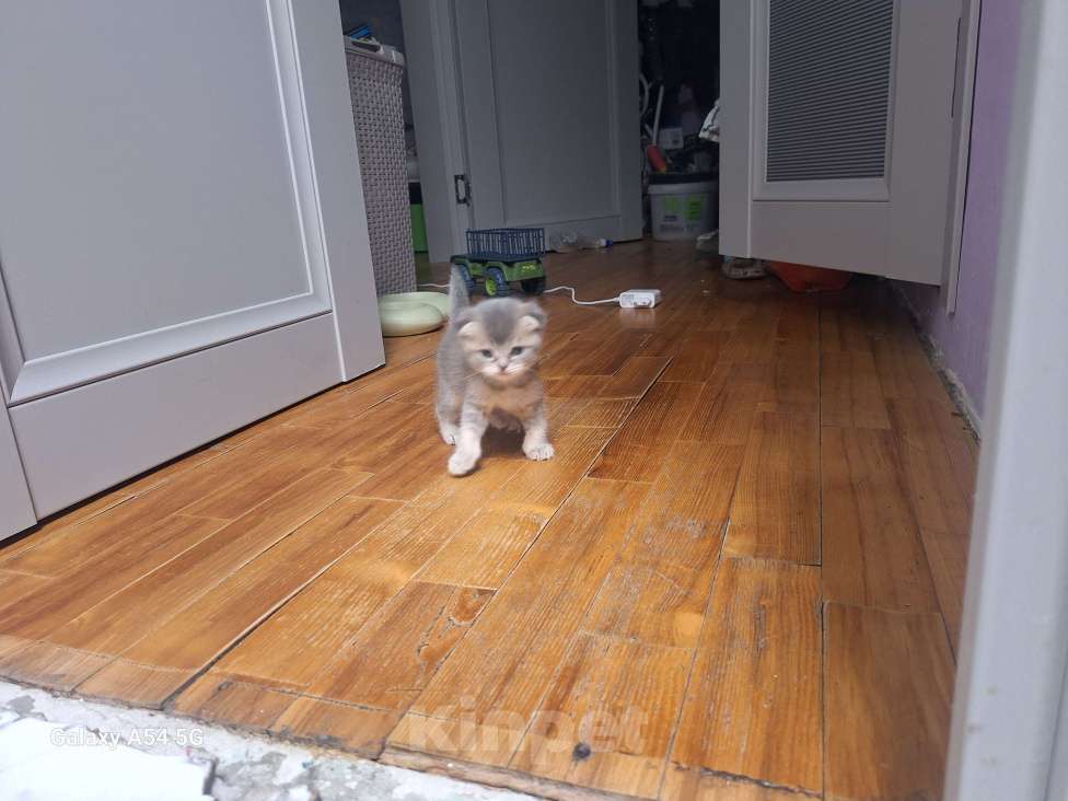 Кошки в Москве: Британские котята ищут настоящих друзей ) Мальчик, 10 000 руб. - фото 3