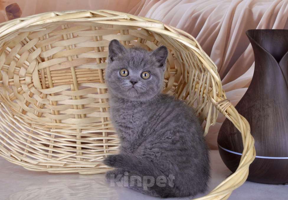 Кошки в Санкт-Петербурге: Британский голубой котенок (девочка) Девочка, 45 000 руб. - фото 7