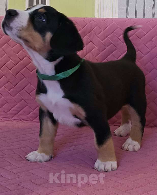 Собаки в Москве: Щенок Энтлебухер Зенненхунд  Мальчик, 60 000 руб. - фото 7